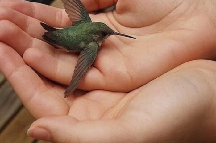 El Colibrí: Un Mensaje de la Naturaleza y su Significado Espiritual