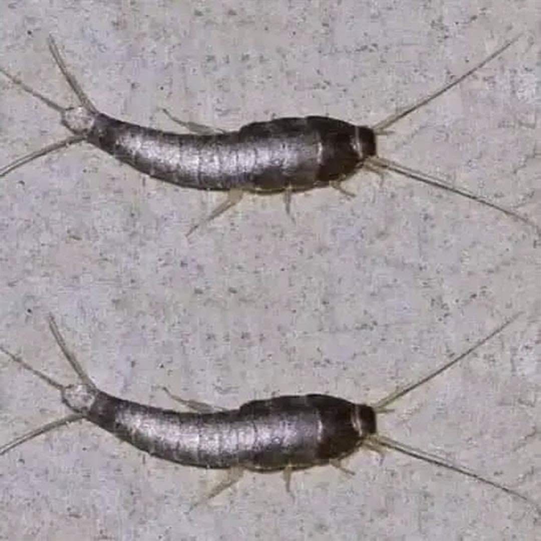 Pececillos de plata