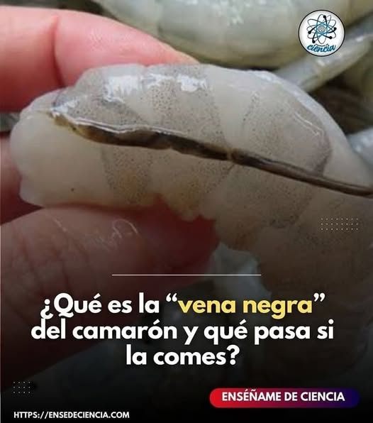 Camarón crudo con vena