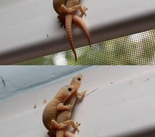 El Mensaje Secreto de las Lagartijas en Tu Hogar