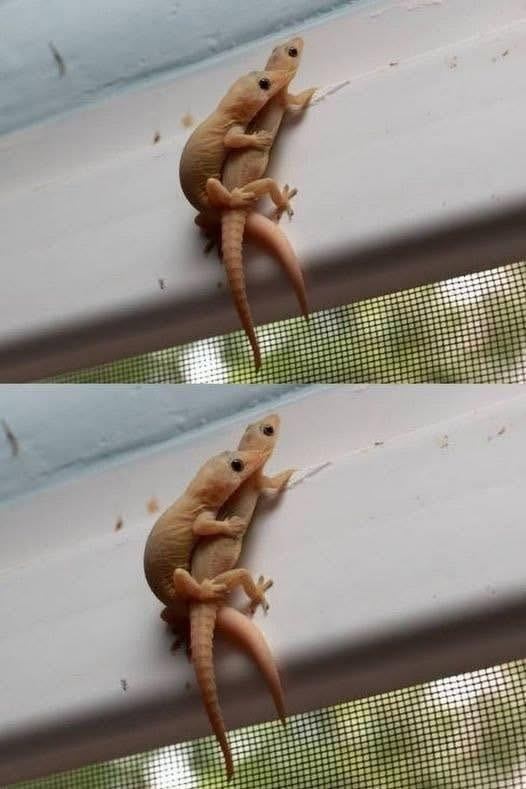 Lagartijas en la Ventana