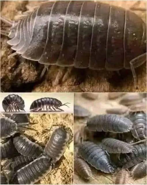 Primer plano de cochinillas de humedad