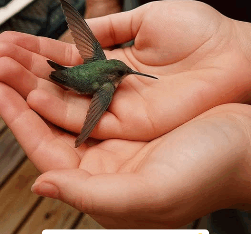 El Simbolismo del Colibrí: Mensajes de la Naturaleza en Tu Hogar