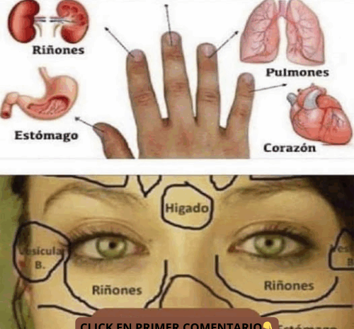 Tu Rostro y Tu Cuerpo: Cómo Cada Área de tu Cara Refleja la Salud de tus Órganos Internos