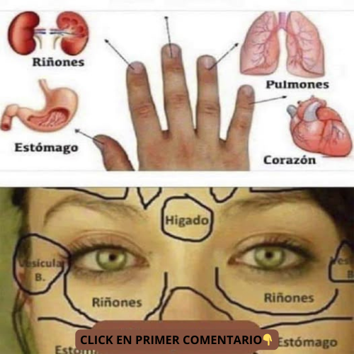 Diagramas de los órganos internos relacionados con el rostro
