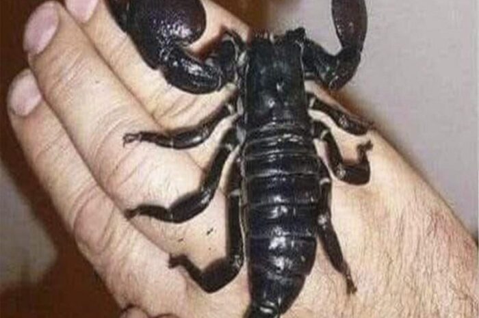 Cómo Actuar Si un Escorpión Te Pica en la Mano: Información Importante