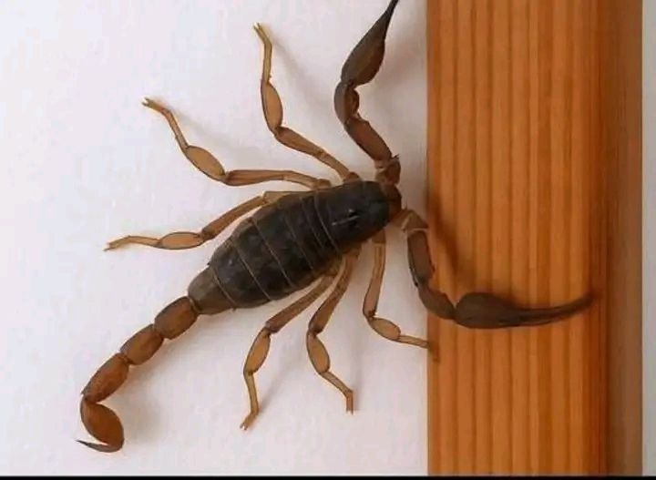 Escorpión sobre una superficie