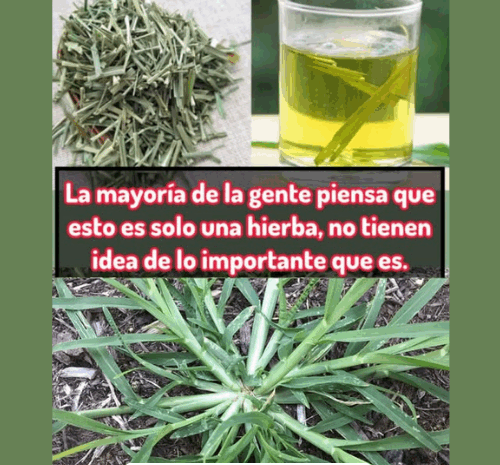La Importancia Oculta de las Hierbas: Descubre los Beneficios del Té de Hierba
