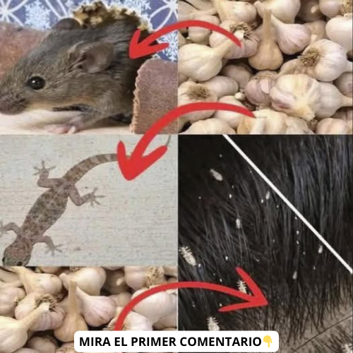 Usos del ajo para problemas de plagas y salud