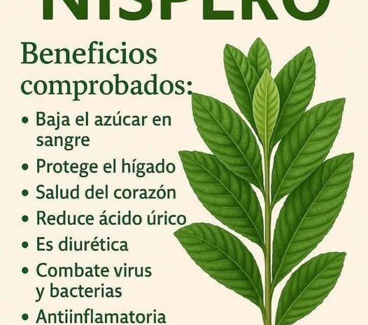 Descubre los Increíbles Beneficios de la Hoja de Níspero para Tu Salud