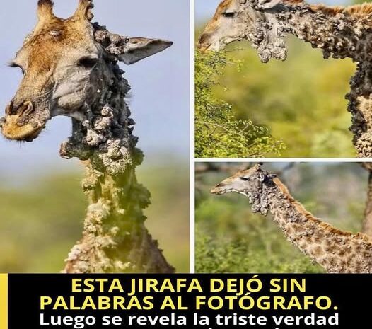 La Emotiva Historia de una Jirafa: Más Allá de la Imagen