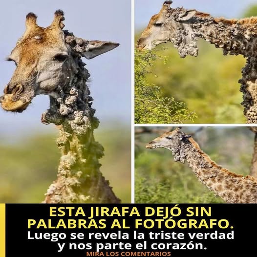 Jirafa con condición de salud