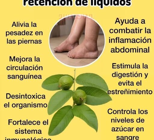 La Solución Natural para la Retención de Líquidos: Hojas de Guayaba