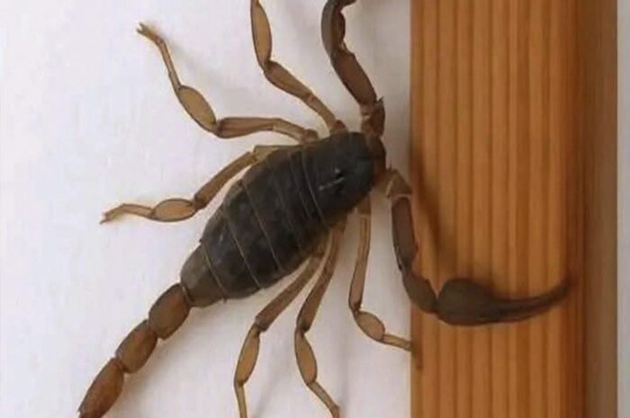¿Sabías que los Alacranes Te Visitan? Descubre su Significado