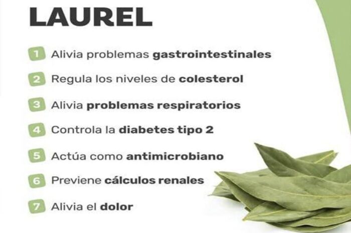 Beneficios del Té de Hojas de Laurel: Una Infusión Natural para tu Salud