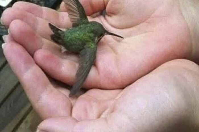 El Colibrí en Tu Hogar: Significados y Simbolismos que Debes Conocer