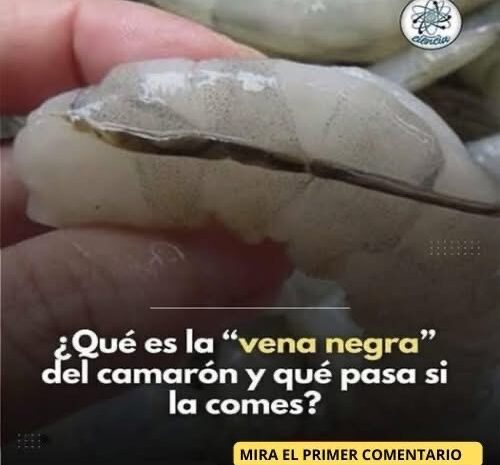 Todo lo que Necesitas Saber sobre la ‘Vena Negra’ del Camarón