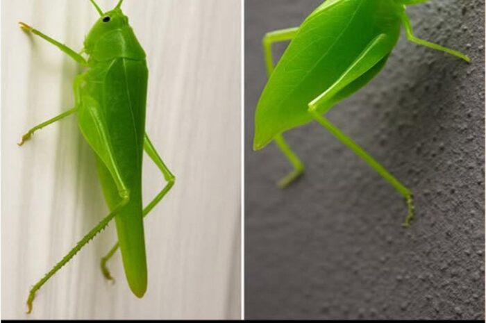 El Encanto de la Naturaleza: Insectos que Parecen Hojas