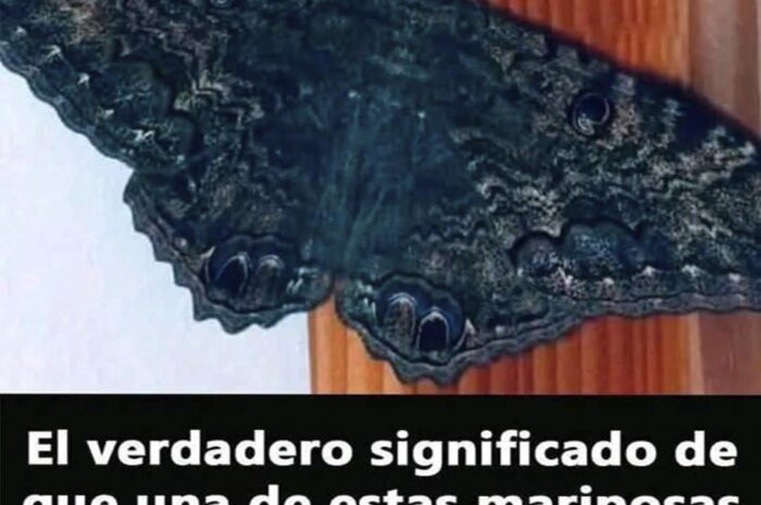 El Significado de las Mariposas Negras: Un Mensaje Cultural Especial