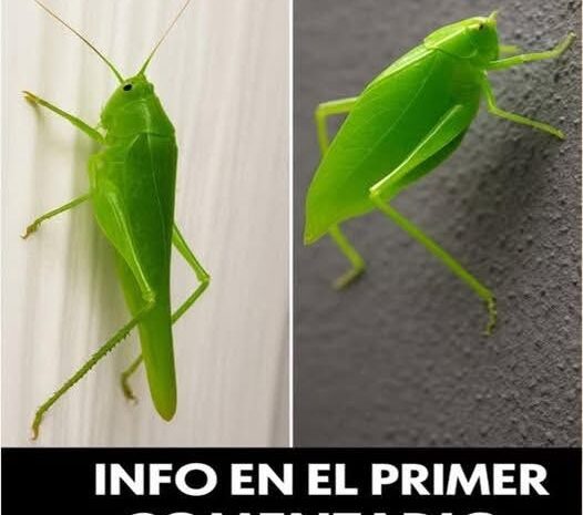 El Mensajero Verde: Lo Que la Naturaleza Nos Quiere Decir