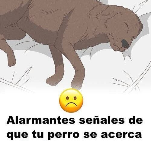 11 Alarmantes Señales de que Tu Perro se Acerca al Final de Su Vida
