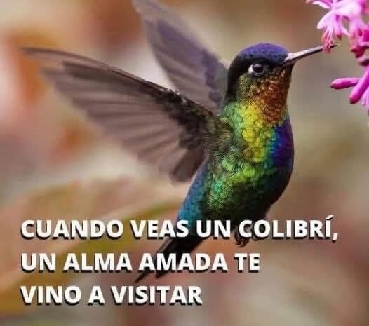 El Significado Espiritual de los Colibríes: Mensajes del Más Allá