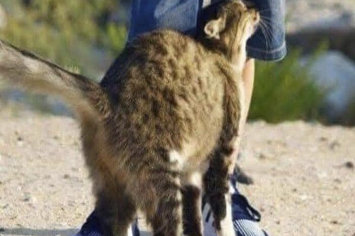 El Lenguaje Silencioso de los Gatos: ¿Qué Significa Cuando Te Frota?