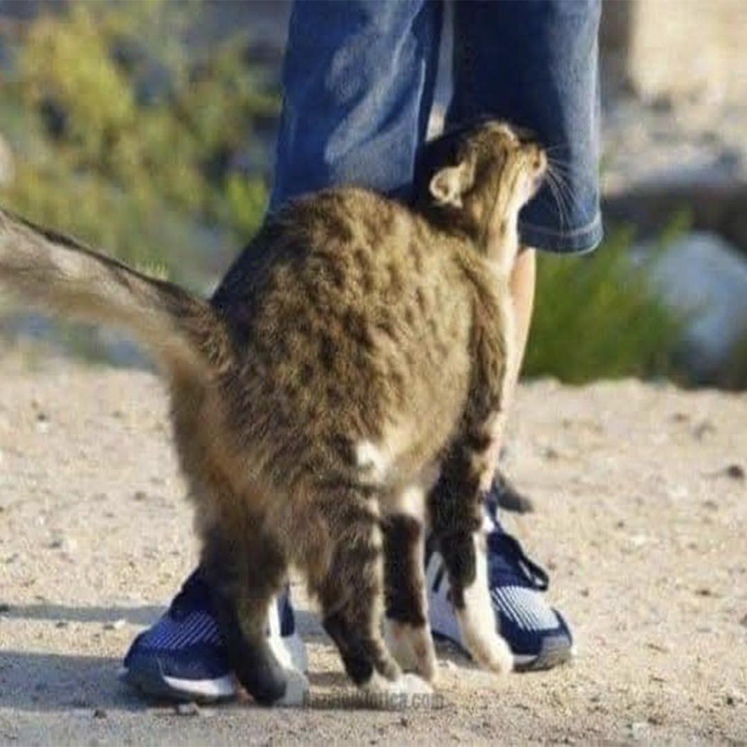 Gato restregándose contra una persona