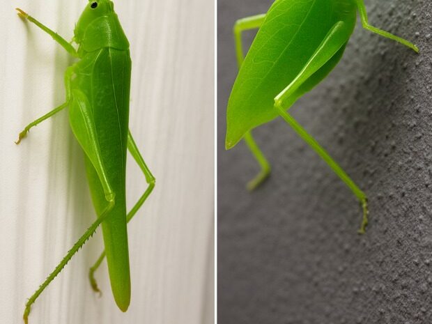El Fascinante Mundo de los Katydids: Más que Insectos en tu Hogar