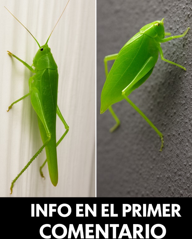 Katydids o saltamontes de las hojas