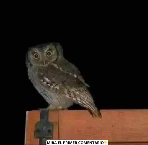 Lechuza en madera