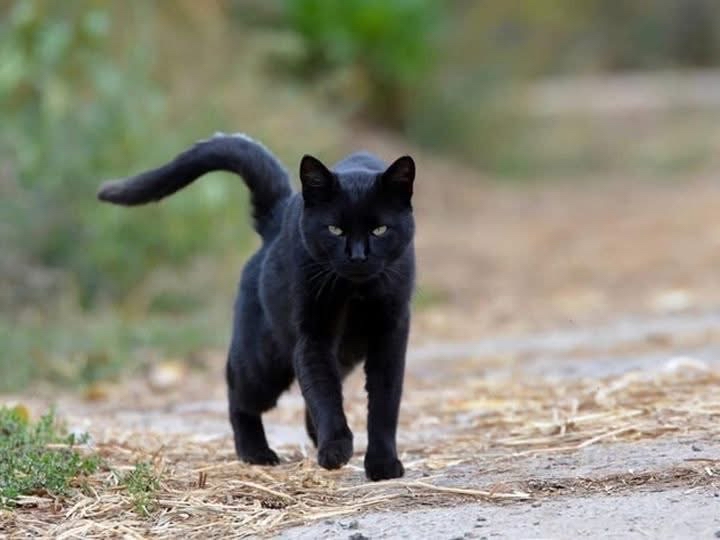 Gato negro en entorno natural