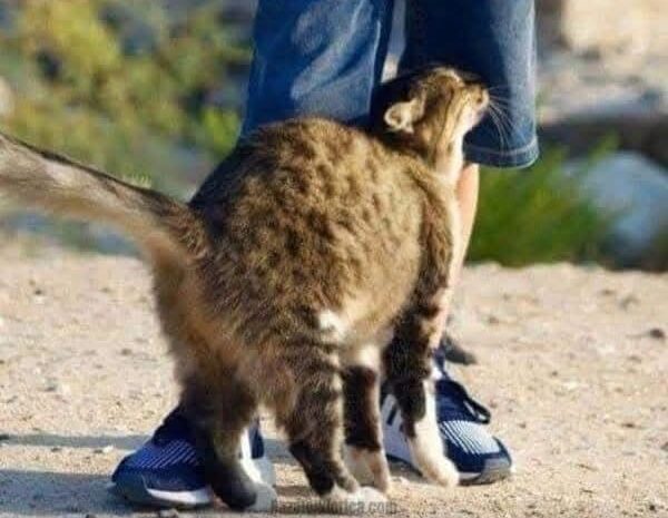 ¿Por qué tu gato se frota contra ti? Descubre su Significado y sus Beneficios