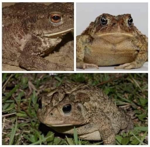 Sapos en la naturaleza