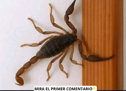 Alacrán sobre superficie de madera
