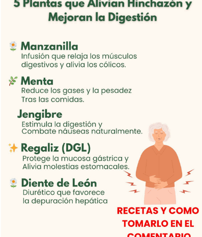 5 Plantas que Alivian la Hinchazón y Mejoran la Digestión