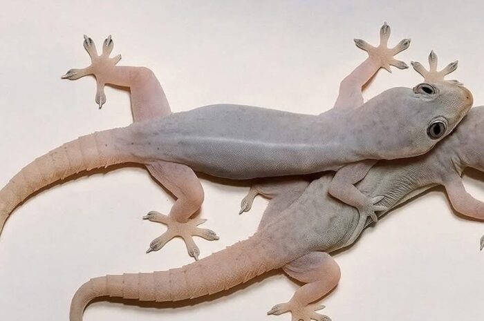 ¿Qué Significa la Presencia de un Gecko en Tu Casa? Descubre su Importancia