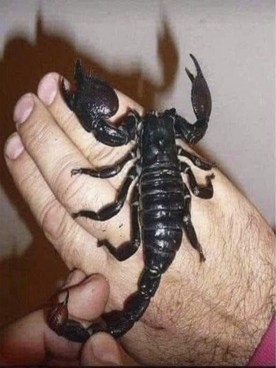 Escorpión sobre una mano humana