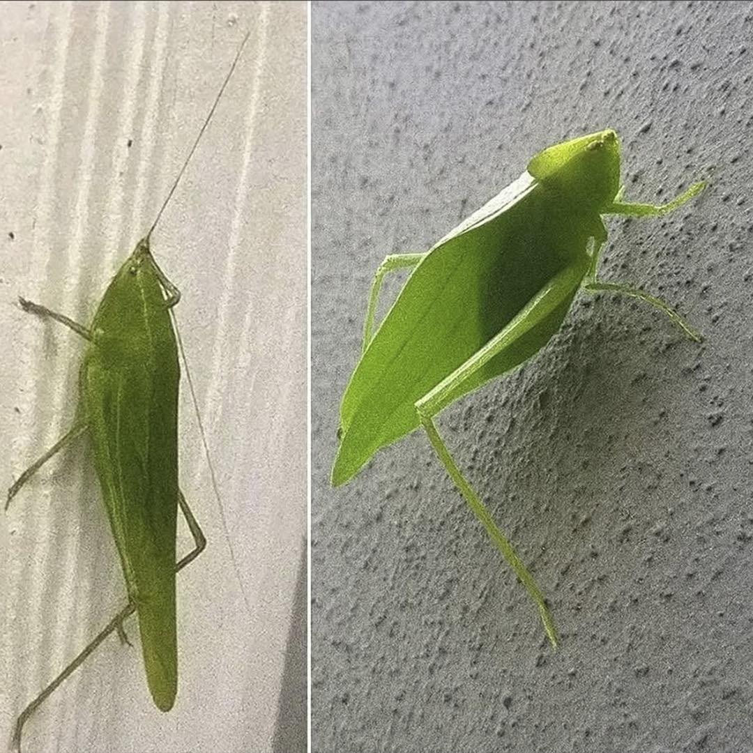 Saltamontes de hoja