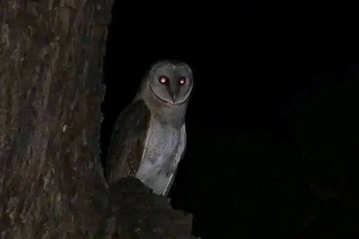 La Sabiduría de las Lechuzas: Un Enigma Natural