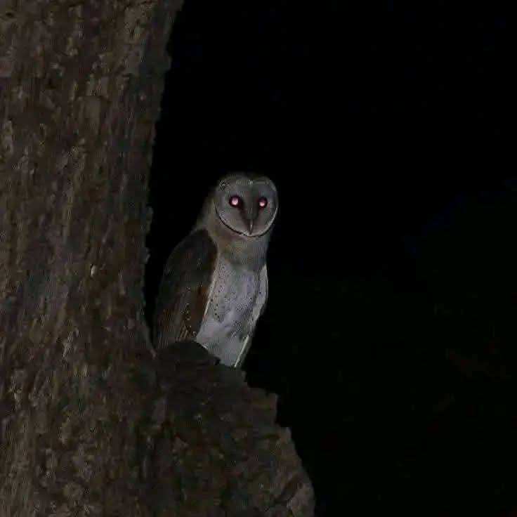 Lechuza en un árbol durante la noche