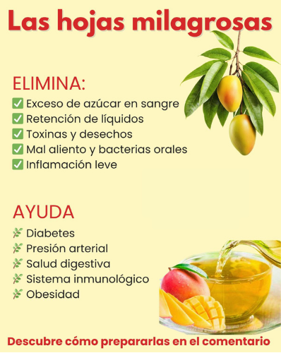 Beneficios de las hojas de mango