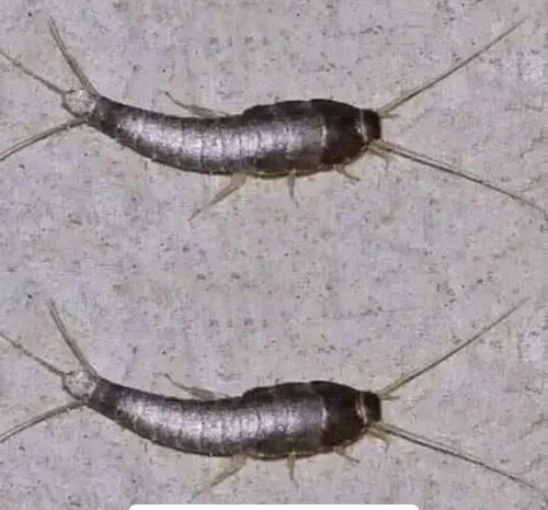 ¡Cuidado! Estos Insectos en Tu Hogar Pueden Ser Peligrosos
