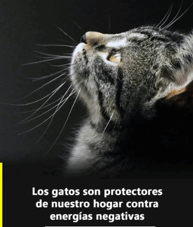 La Magia de los Gatos: Protectores Espirituales en Nuestro Hogar