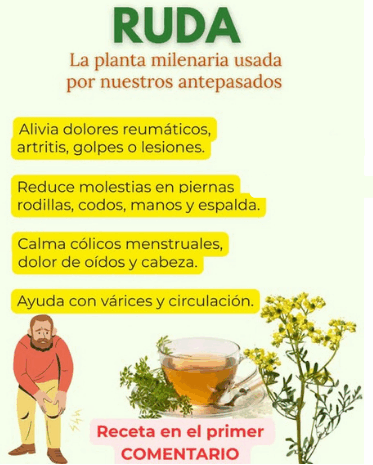 La Ruda: Una Planta Milenaria para Aliviar Dolores y Mejorar Tu Salud