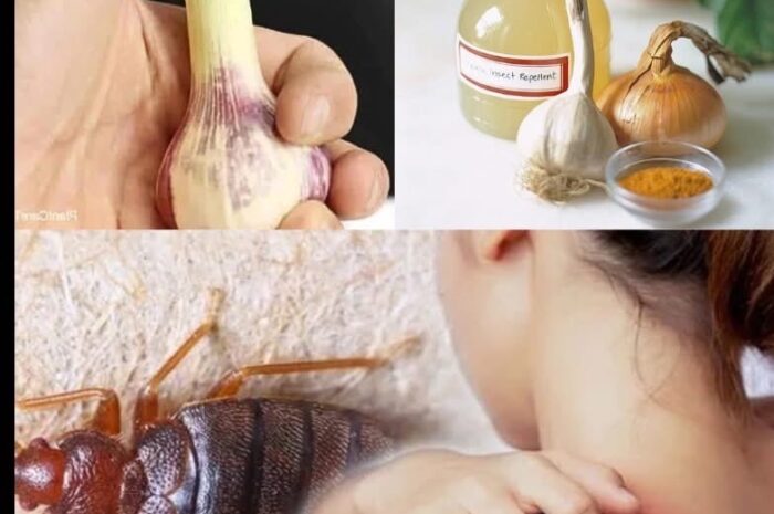 Adiós Chinches: El Poder del Ajo para Deshacerte de Ellos