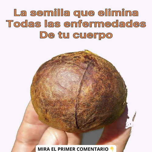 Semilla de aguacate