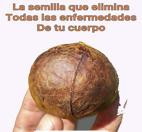 Los Beneficios del Hueso de Aguacate: Utilidades, Recetas y Remedios Naturales