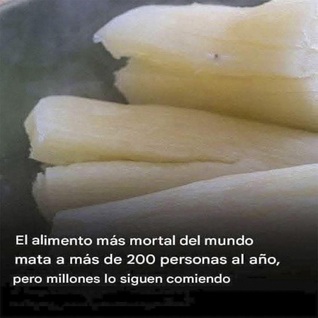 Trozo de yuca cruda