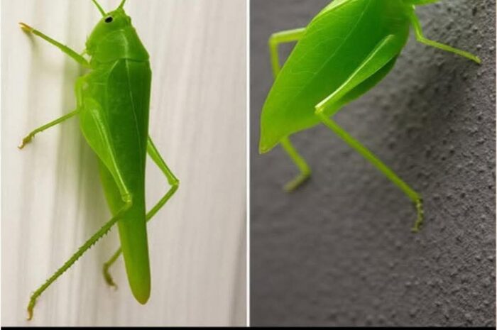 Insectos en Casa: ¿Qué Hacer y Cómo Actuar?